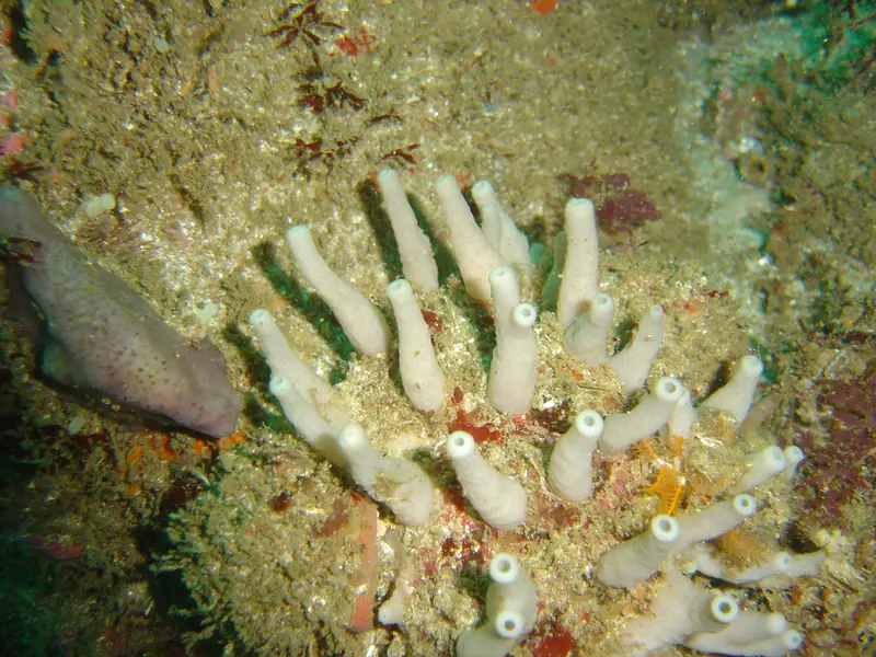 A white sponge which forms long projecting tubes DSC02160
