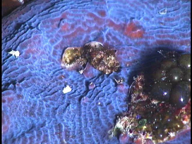 Lamarck's sheet coral
