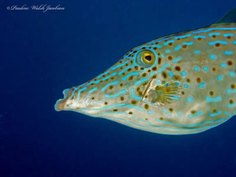 Aluterus scriptus 345672124