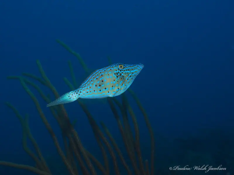 Aluterus scriptus 345672247