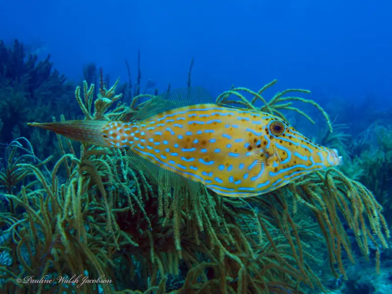 Aluterus scriptus 346187617