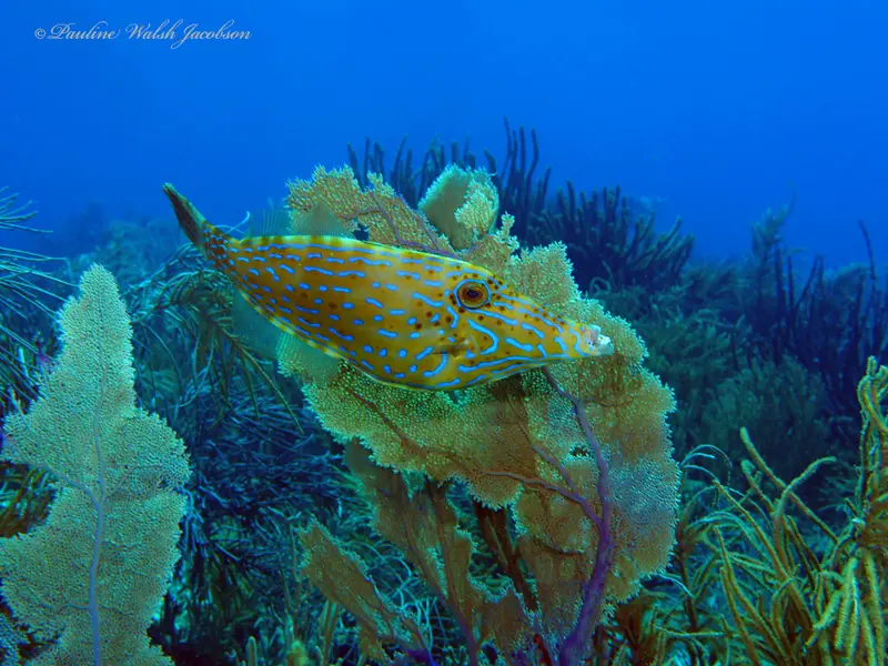 Aluterus scriptus 346187853