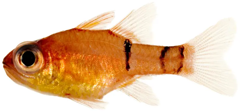 Belted cardinalfish