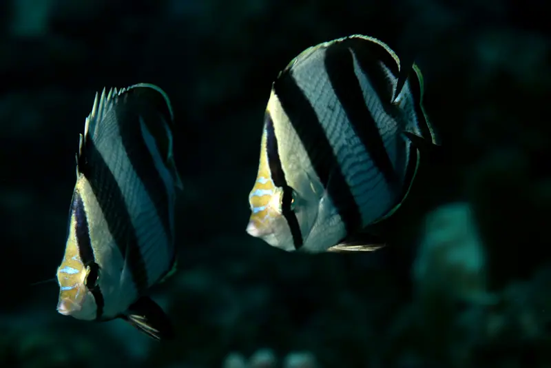 Banded Butterflyfish