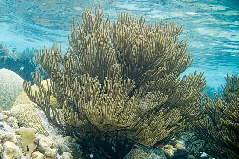 Black sea rod