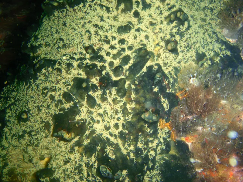Black sponge at Rambler Rock south reef P9078414
