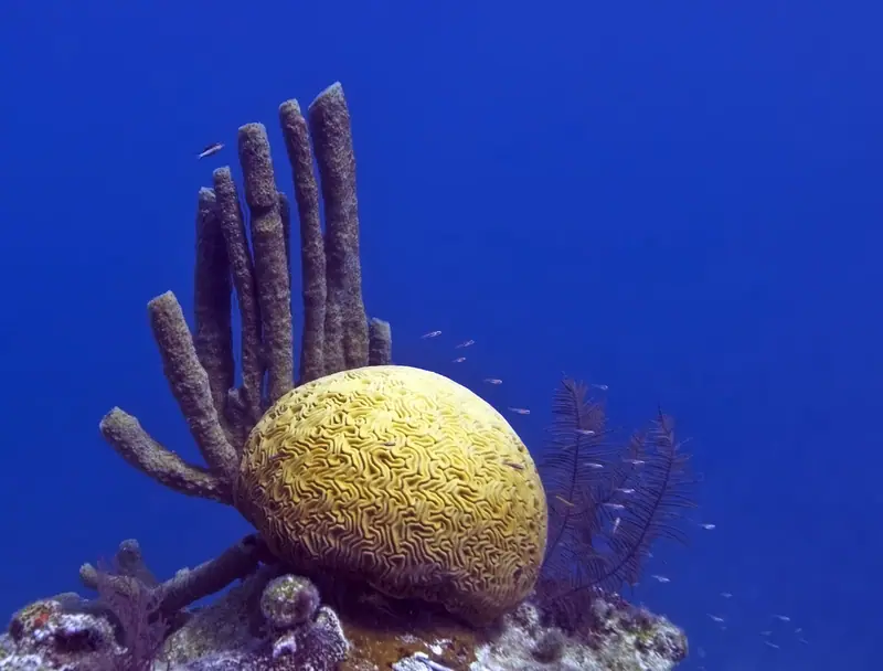 Blue Hole coral