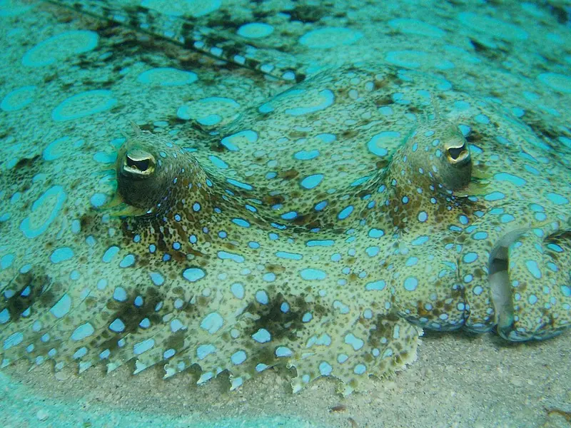 Plate fish