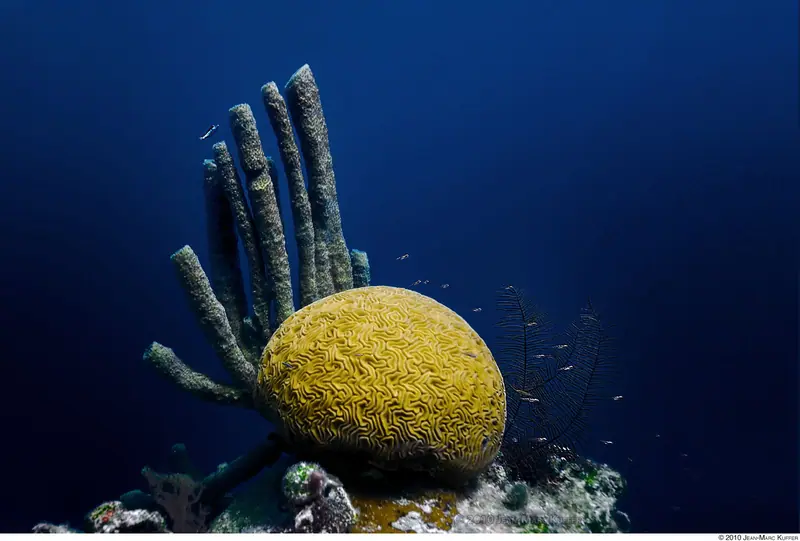 Brain Coral, Belize