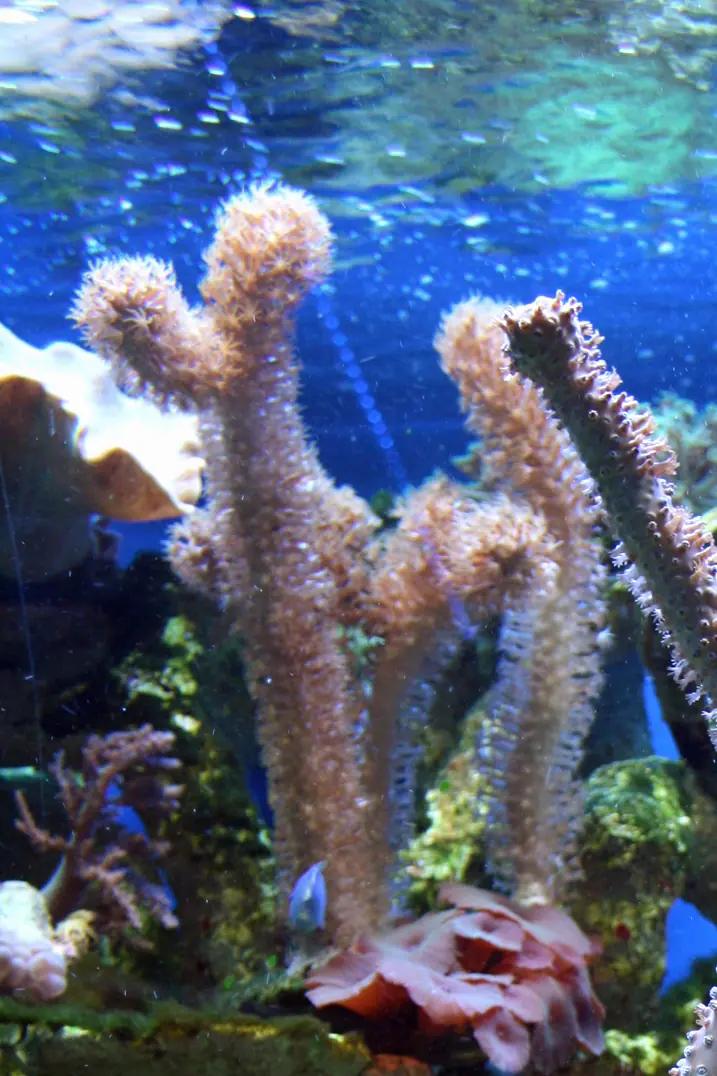 Corky seafinger