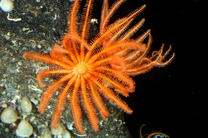 Brisingid Seastar (Novodinia antillensis)
