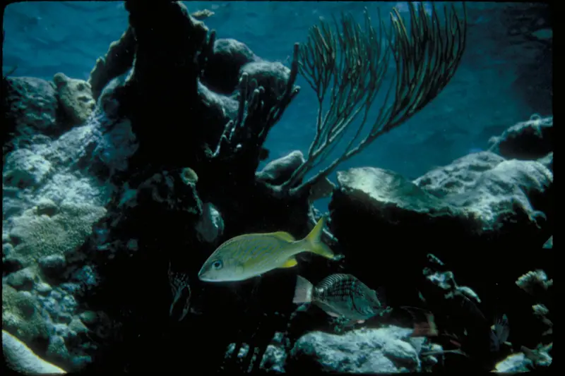 Buck Island Reef National Monument, Virgin Islands (eef77559-03ed-4606-a2f9-d3b0b1e1b9ab)