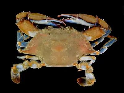 Shelling crab