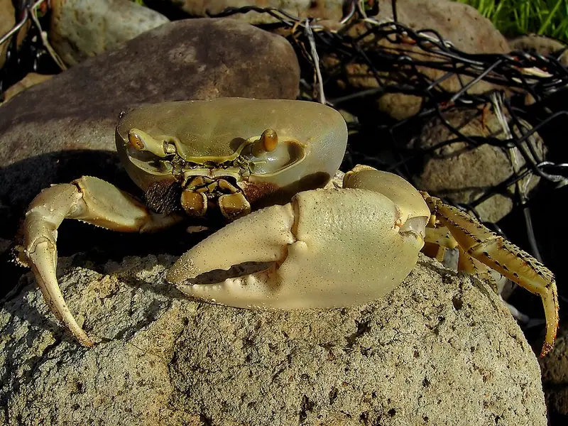 Blue Land Crab