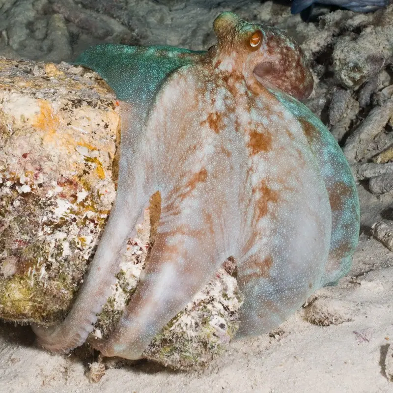Caribbean reef octopus