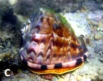 Caribbean helmet