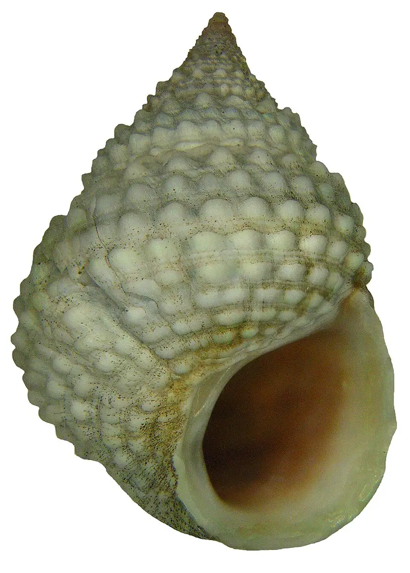 Beaded periwinkle
