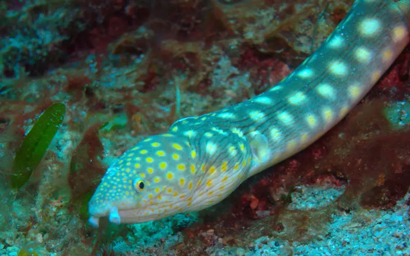 Close-up of sharptail eel
