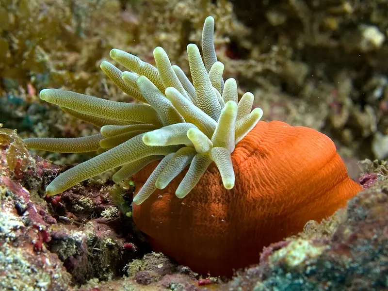 Giant Caribbean anenone