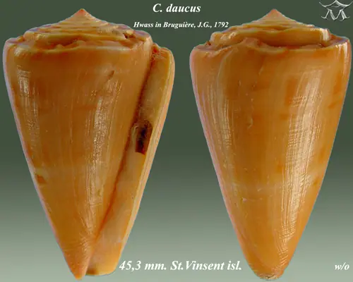 Carrot Cone