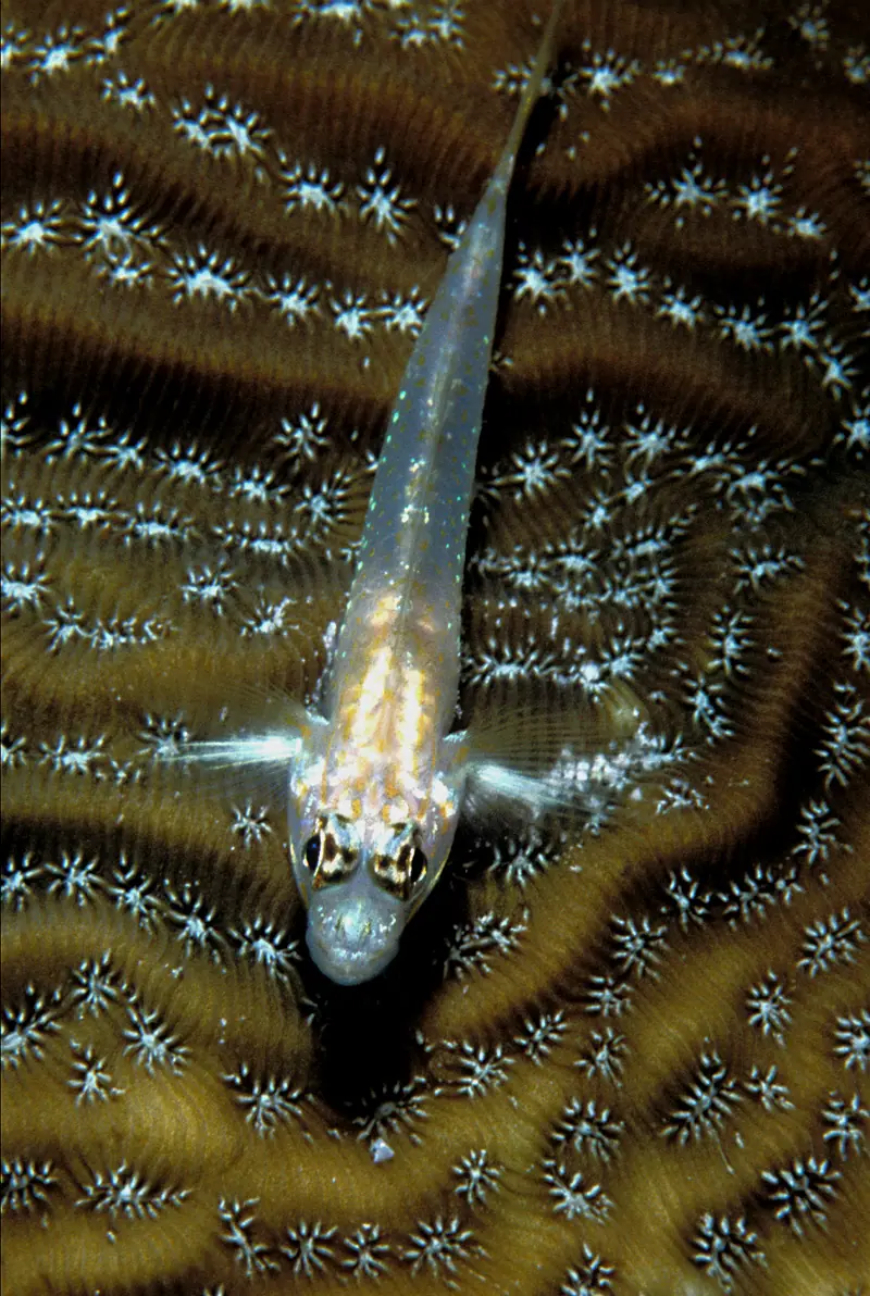 Graham's sheet coral