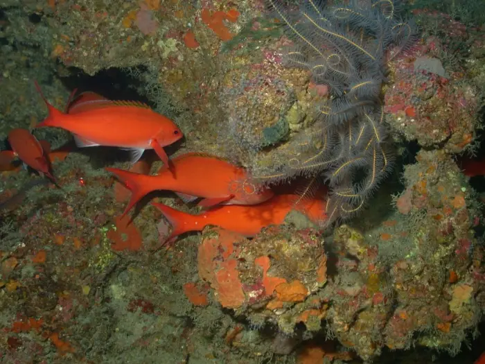Atlantic Creolefish