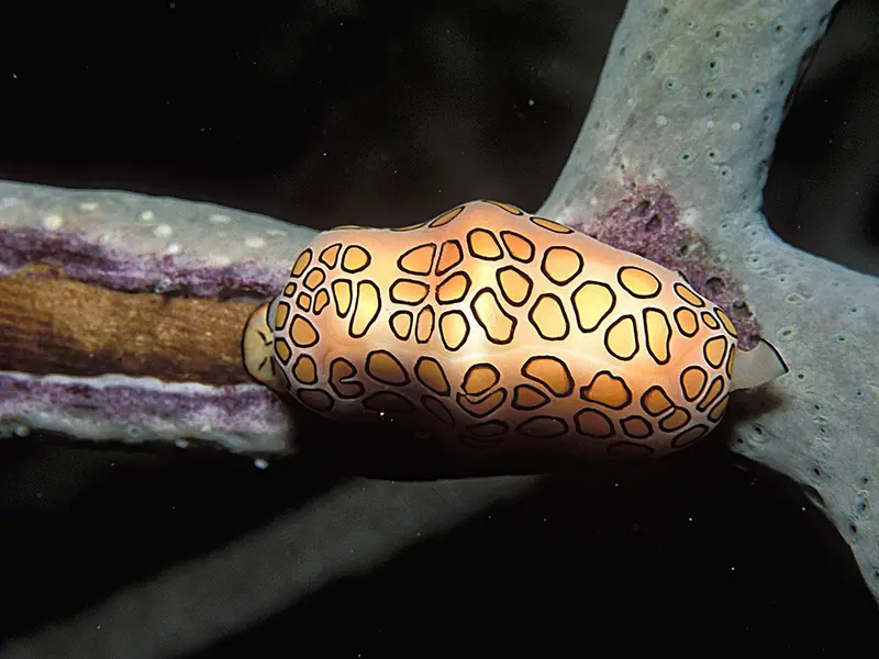 Flamingo tongue snail