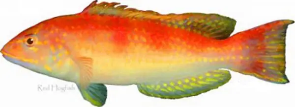 Red Hogfish