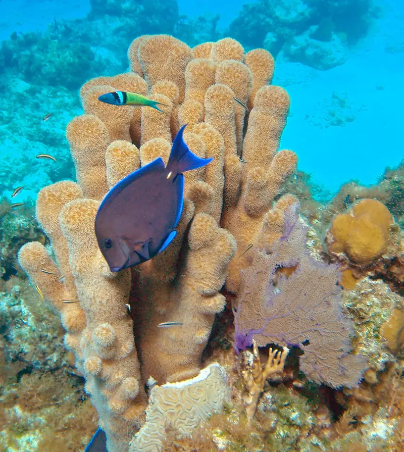Dendrogyra cylindrus (pillar coral) (San Salvador Island, Bahamas) 1