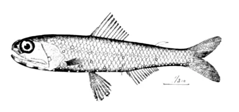 Lantern Fish