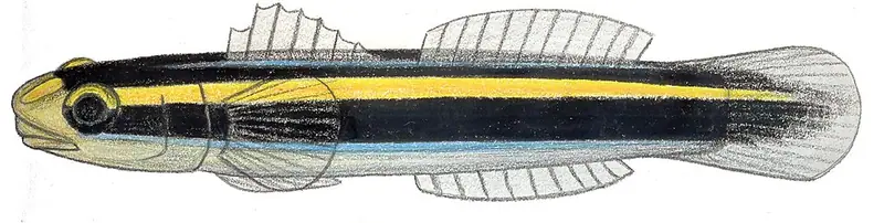 Yellownose Goby