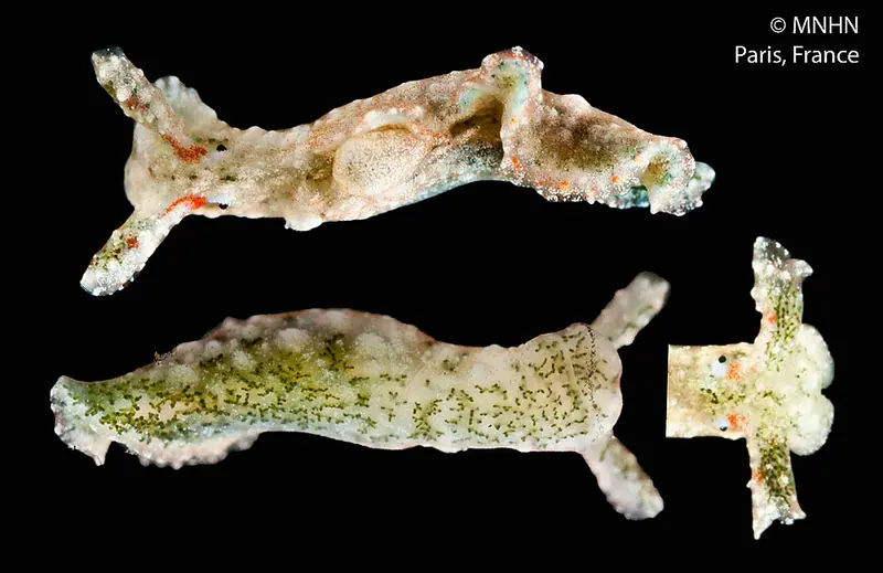 Elysia ellenae