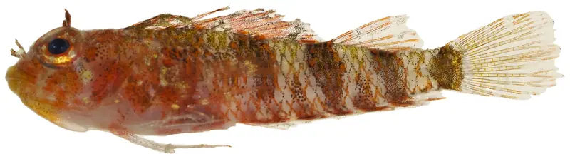 Lofty Triplefin