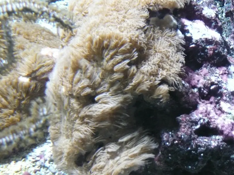 Encrusting gorgonian
