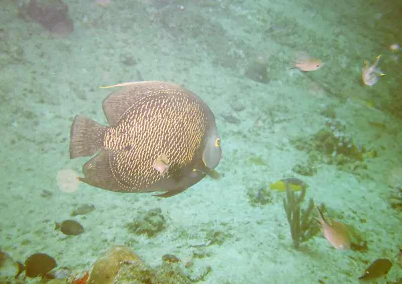 Fishies at Malmock Reef Aruba