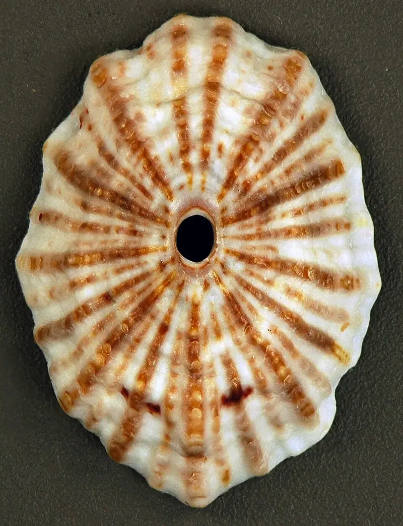 Barbados keyhole limpet