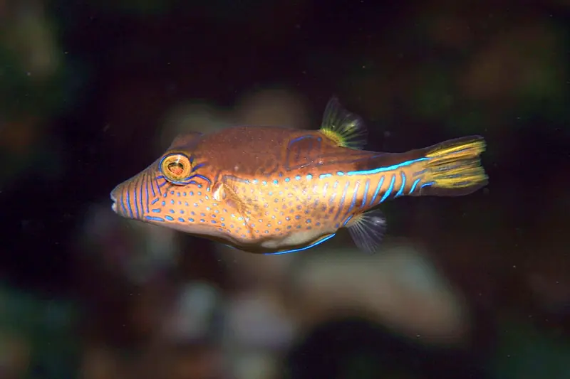 Flashy Fish