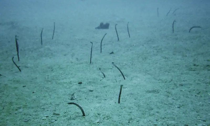 Garden Eel at Antilla Wreck Aruba