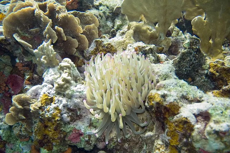 Thin leaf lettuce coral