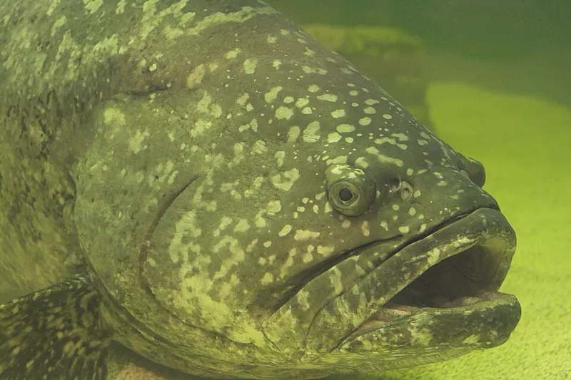 Atlantic goliath grouper