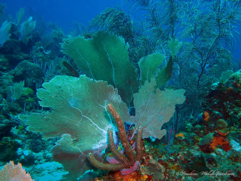 Gorgonia ventalina 402170574