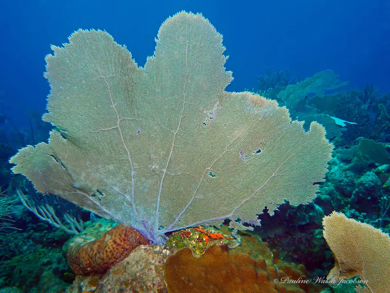 Gorgonia ventalina 404170251