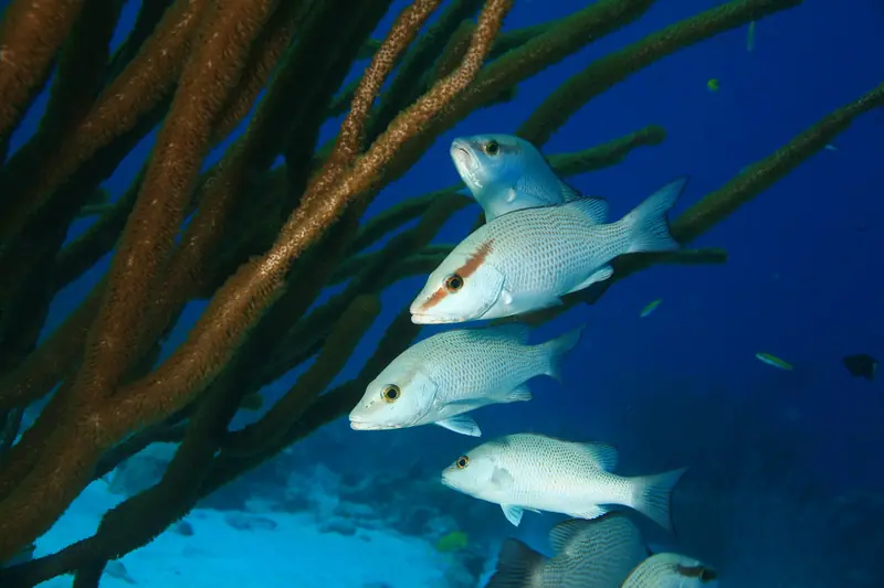 Gray Snappers on Santa Cruz Beach