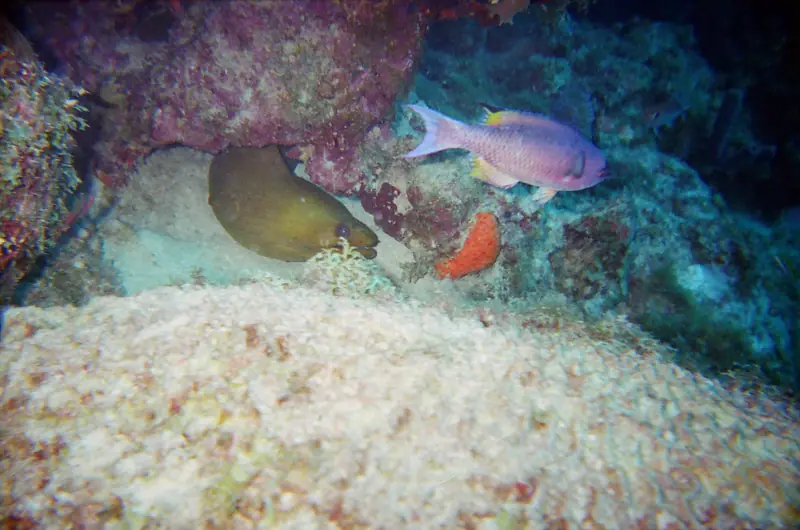 Green Eel at Malmock Reef Aruba