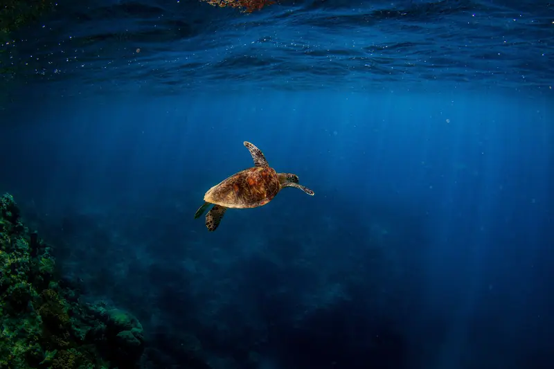 Green turtle swimming out for a breath at the GBR