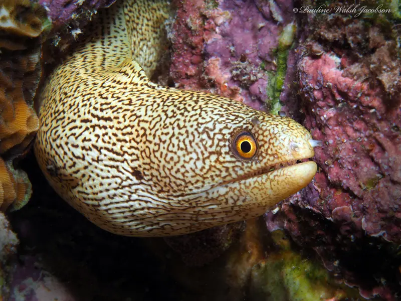 Conger Moray