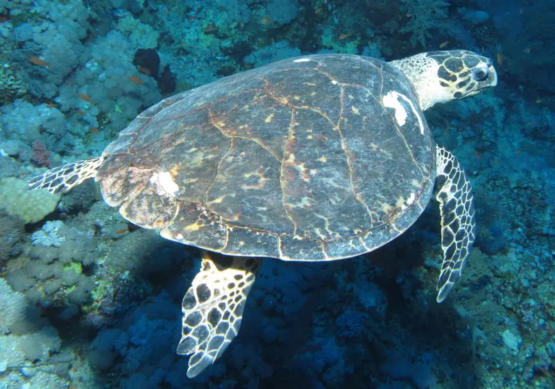Hawksbill turtle at Elphinstone Reef, Red Sea, Egypt -SCUBA