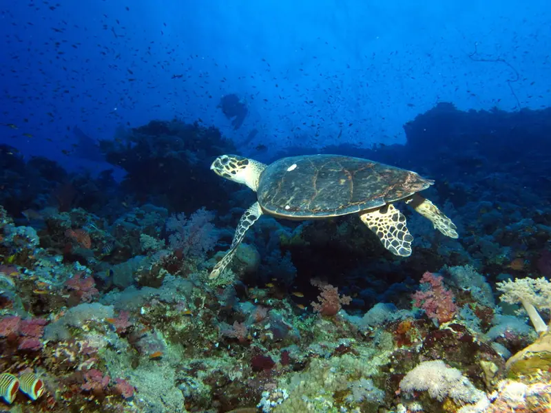 Hawksbill turtle at Elphinstone Reef, Red Sea, Egypt -SCUBA