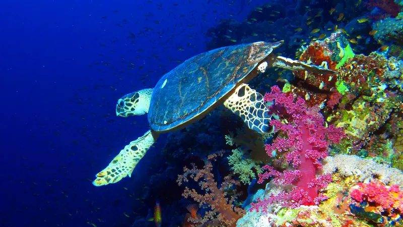 Hawksbill turtle at Elphinstone Reef, Red Sea, Egypt