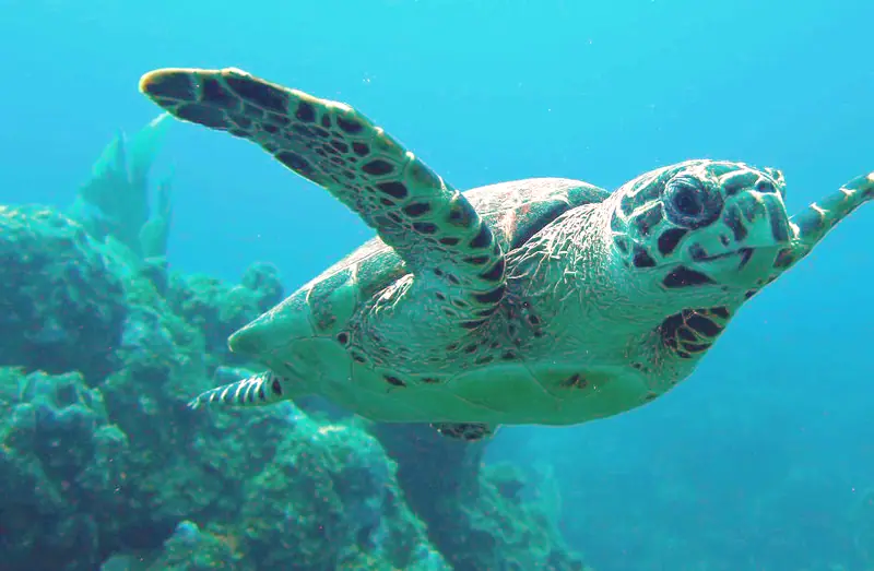 Hawksbill Turtle BVI
